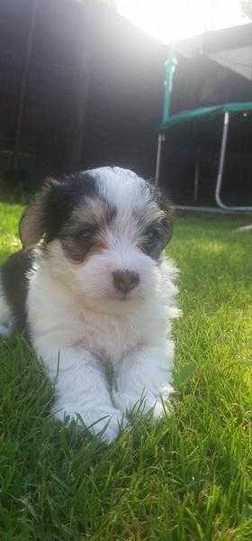 morkie puppies