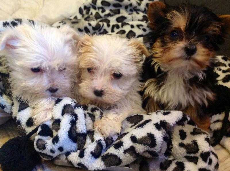 Morkie pups ready now