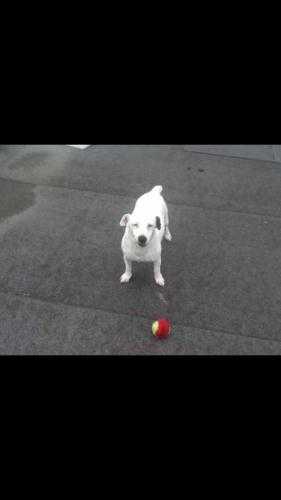 Mother and daughter jackrussells for sale