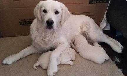 Mum and babies of golden retriever puppies.