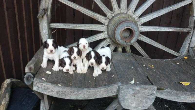 my beautiful English Springer Spaniel pups