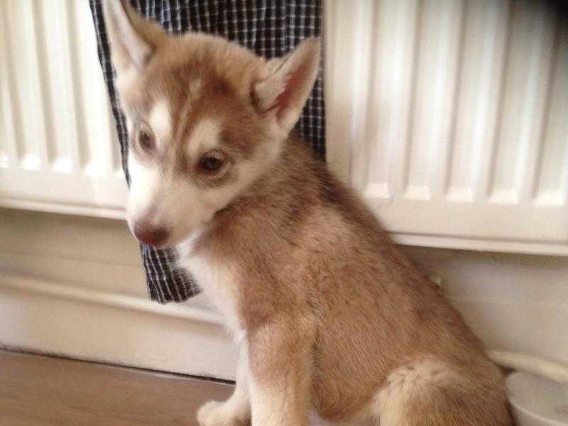 My beautiful husky puppy