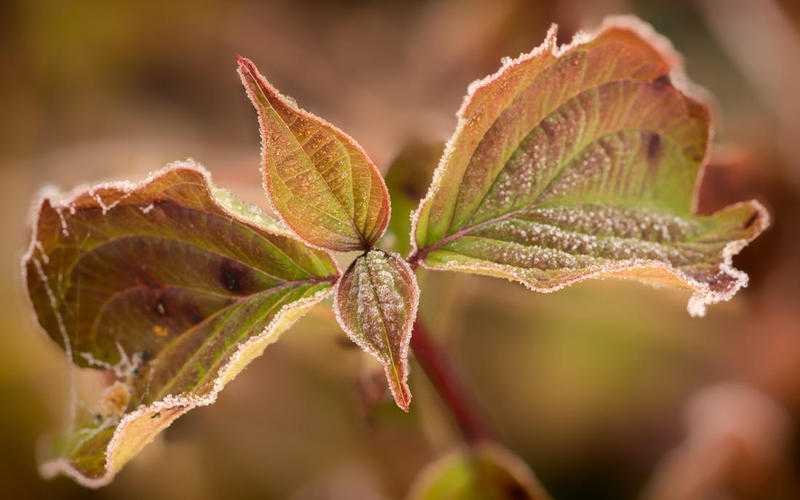 Nature Reserve Photowalk, Brandon Marsh - 17th May