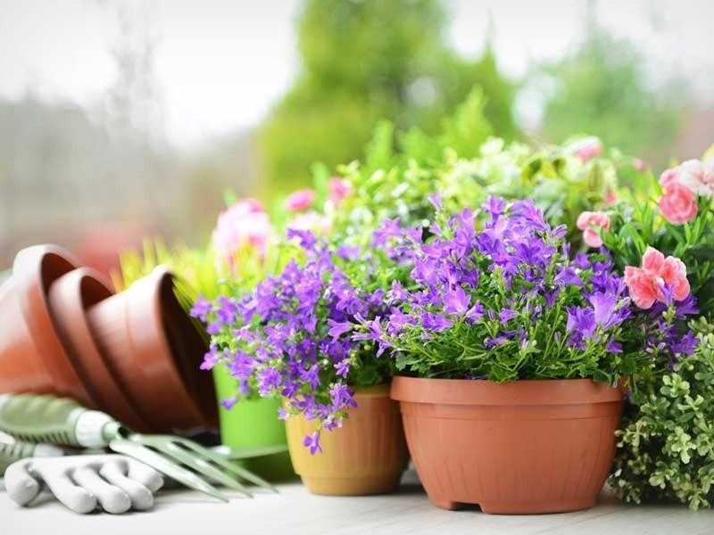 Need Container Gardening We can help