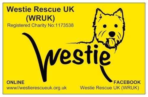 Need to Rehome your Westie or Westie X,breed. Registered Charity Advert