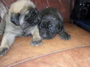 Neopolitain mastiff puppies