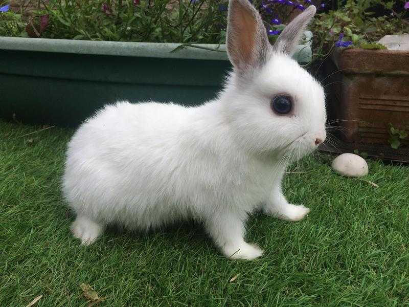 Netherland dwarf bunnies 35 each