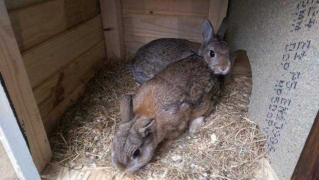 netherland dwarf for sale