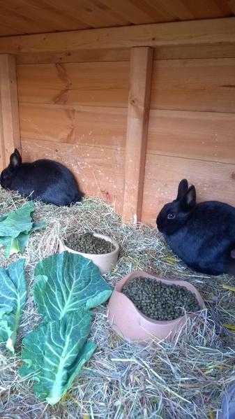 Netherland Dwarf Kits