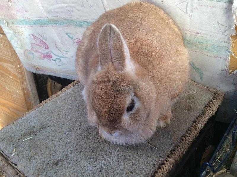 Netherland Dwarf rabbits for sale