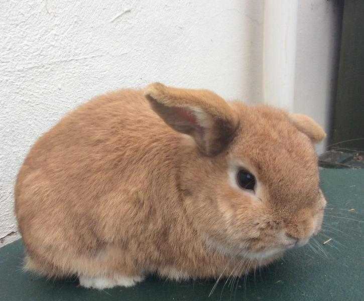 Neutered friendly buck rabbit