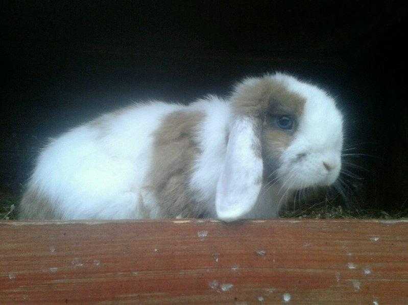 Neutered friendly Mini lop