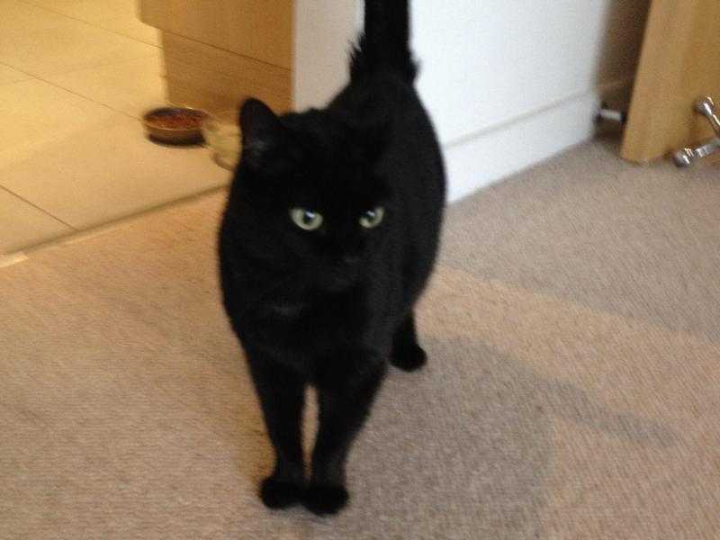 New home needed for sweet black cat