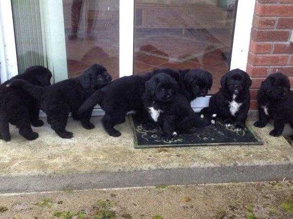 Newfoundland pups