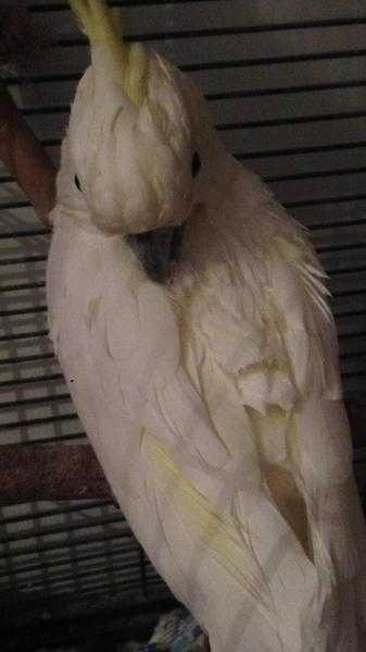 Nigel the cockatoo