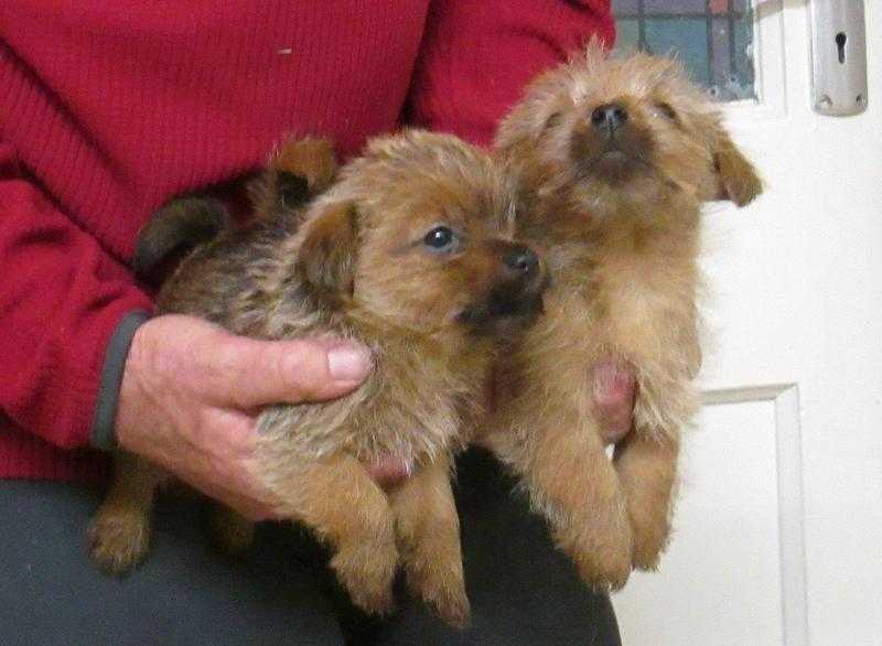 Norfolk terrier pups