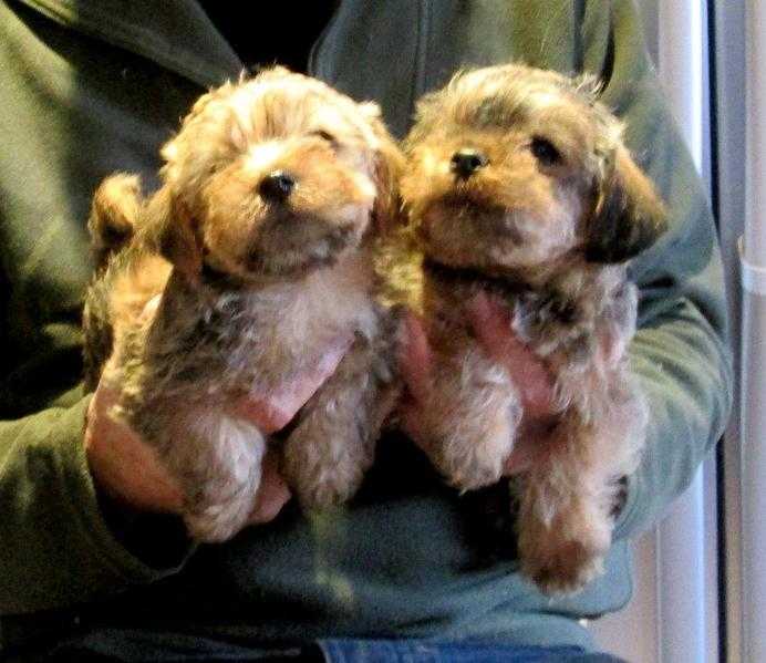 Norfolk terrier pups