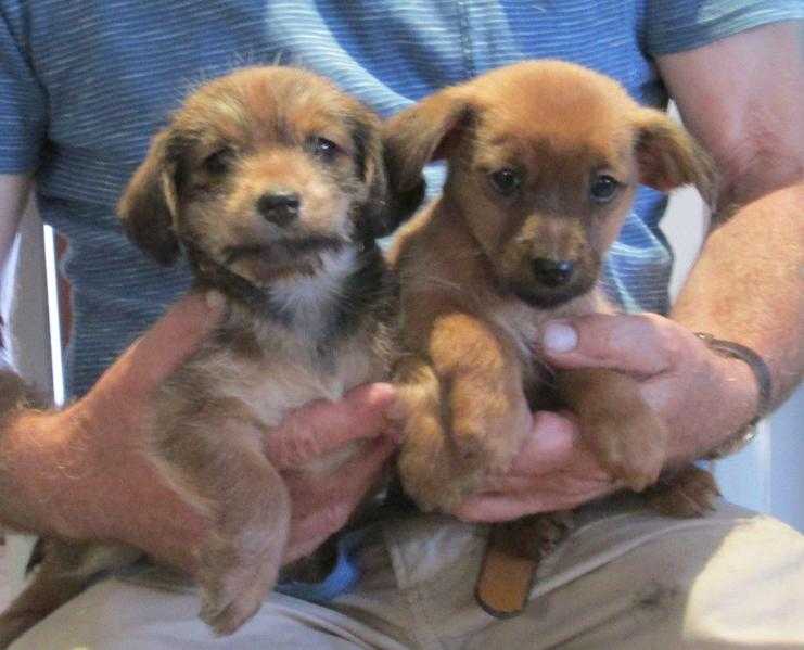 Norfolk terrier x wirehaired dachsund puppies