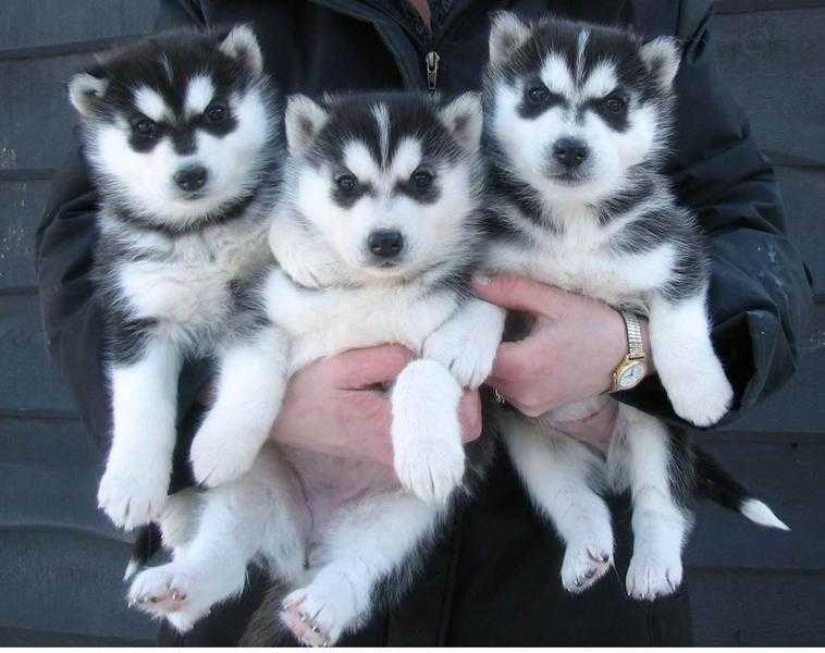 NUGO SIBERIAN  HUSKY PUPPIES