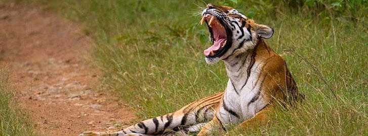 Odisha (Orissa) Wildlife Tour