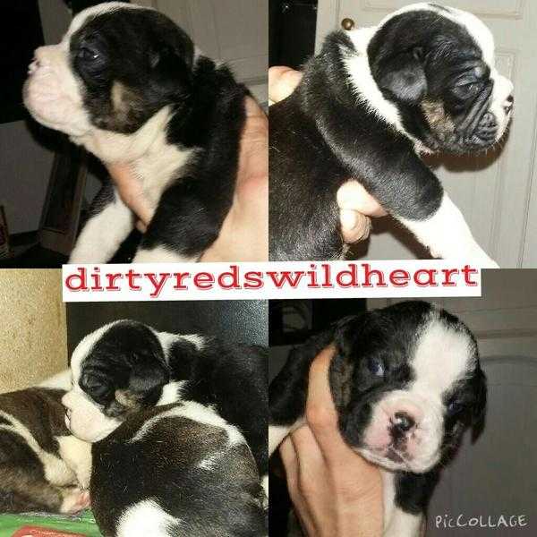 OLD ENGLISH BULLDOG PUPS