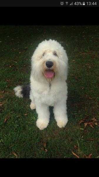 Old English Sheepdog 2 years old - Bitch