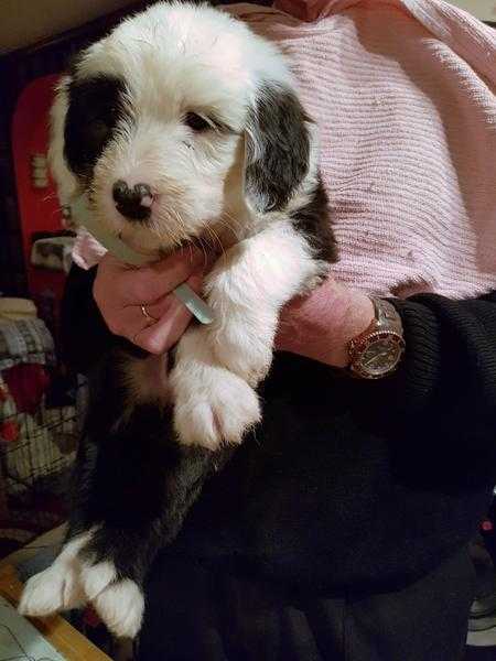 Old English Sheepdog Puppies