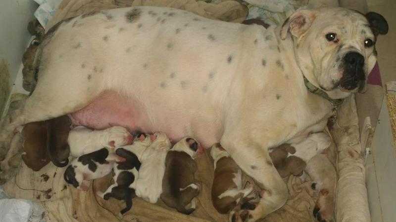 old tyme bulldog puppies