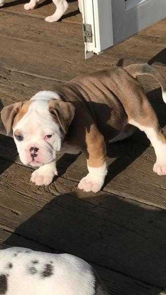 Olde English bulldog puppies