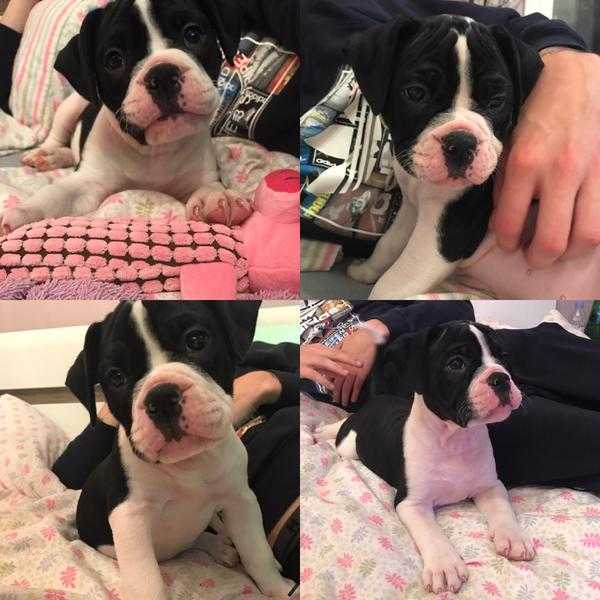 Olde English bulldog puppy