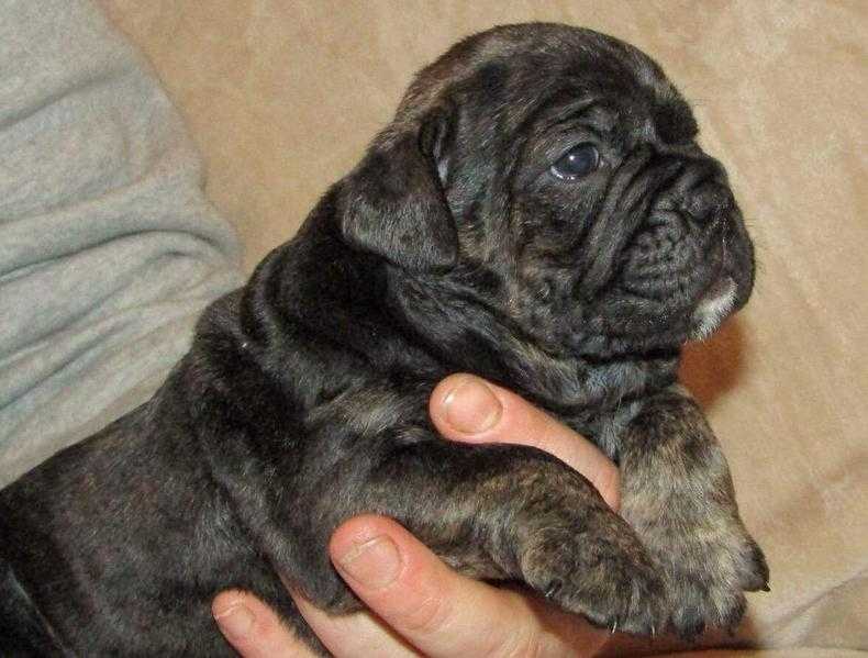 Olde Tyme Bulldog puppy039s ready for viewing ready in 4 weeks