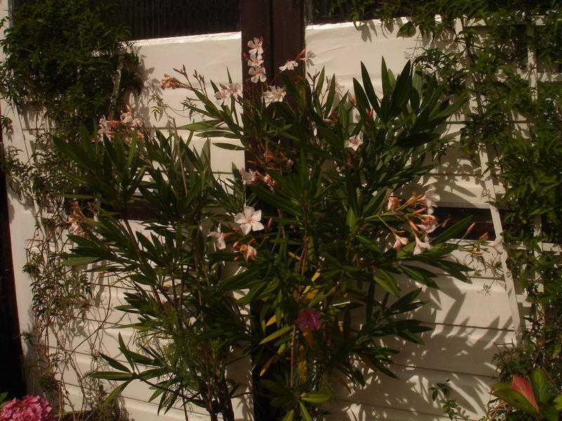 Oleander originally from Santorini