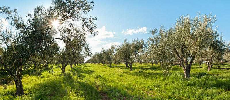 Olive grove in Greece