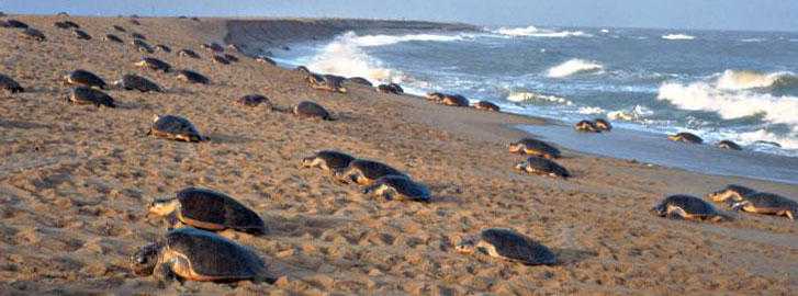 Olive Ridley Tours in Odisha