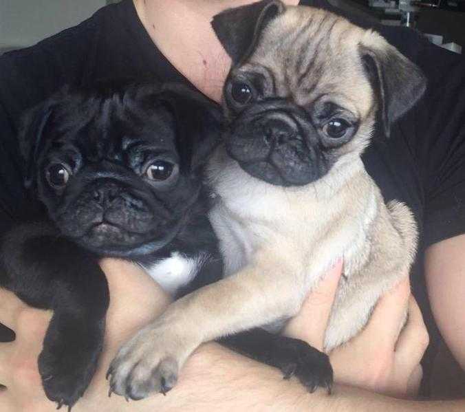 ONE BLACK AND ONE FAWN PUG PUPPY FOR SALE