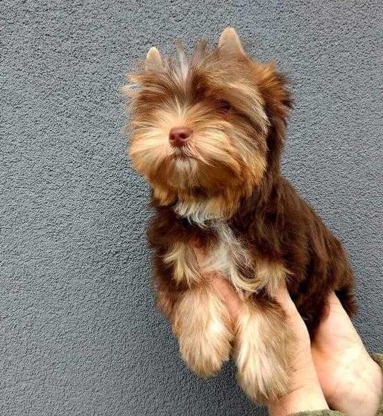 One in million unique chocolate tan miniature yorkie boy