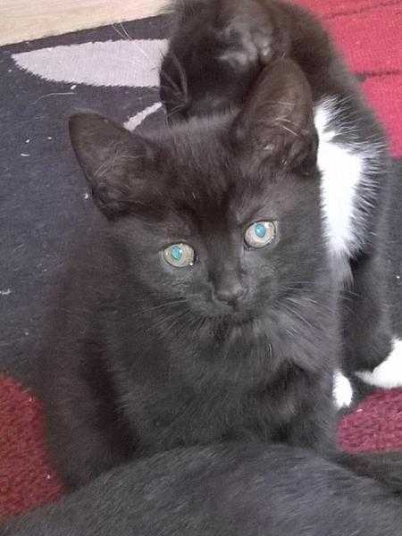 One lovely girl kitten looking for a forever home