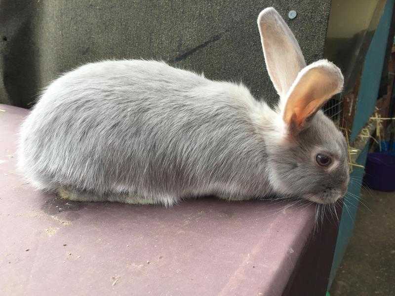 One remaining - Lovely baby rabbit