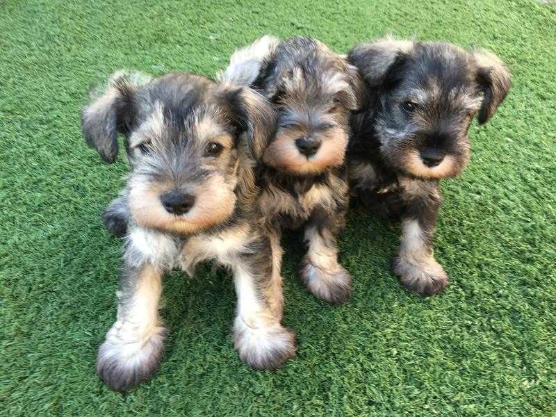 Only 2 left minuture schnauzer salt and pepper