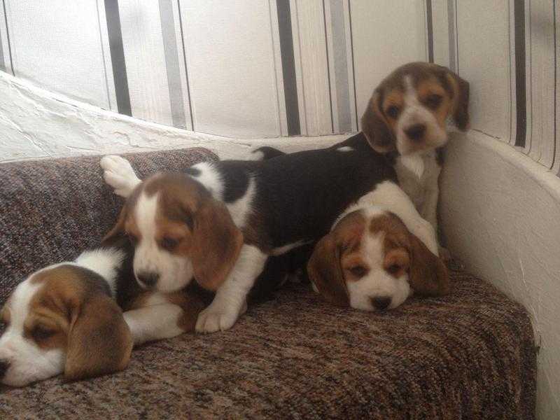 Only 2 Pedegree Beagle Girl and boy Puppies Left