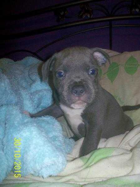 only 2 top quality blue staffies left