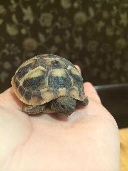 Only 3 Baby Hermann Tortoises for sale