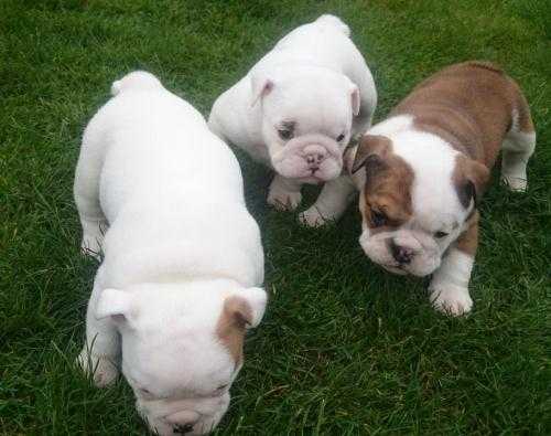 Only 3 Tri Kc British Bulldogs Left Ready To Go