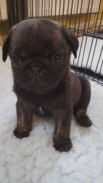 Open to Offers for -Top class pug puppies forsale