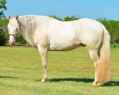 Opportunity to own amazing horse