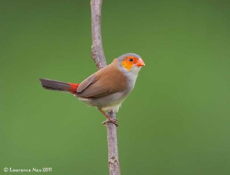 Orange cheek waxbills