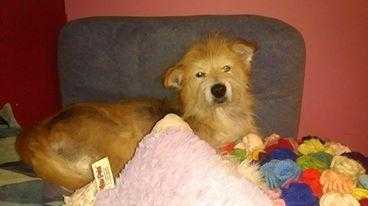 Orange medium to big long haired crossbreed ready for her new home