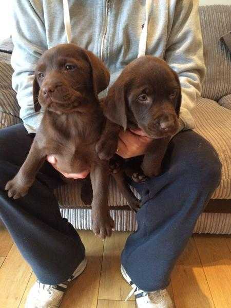 Original Jeanjeanot and Amumezam Golden Labrador puppies boys and girls