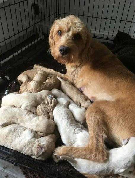 Out standing Labrador toodles. Puppies for rehoming