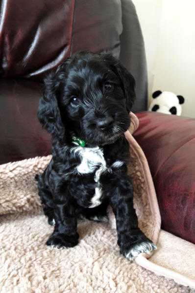 Outstanding Cockapoo Puppies